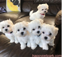 AKC reg. Maltese Puppies for sale.