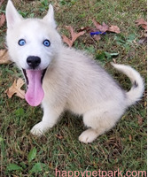 AKC Blue Eyes Siberian Husky Puppies available