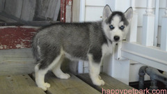 AKC Blue Eyes Siberian Husky Puppies available