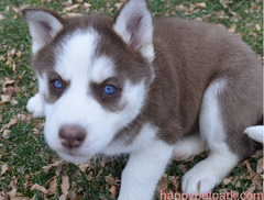 AKC Blue Eyes Siberian Husky Puppies available