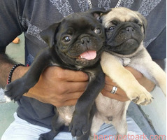 Adorable Pug puppies for adoption