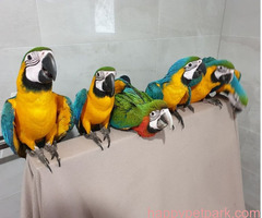Young Blue and Gold Macaws for sale.
