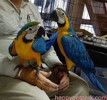 Young Blue and Gold Macaws for sale.