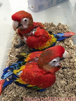 Home tamed Scarlet Macaws