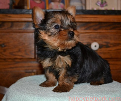 Cute Yorkie puppies Call/Text +1(412) 267-7236