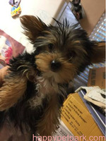 Purebred Tiny Yorkie Puppies Call/Text +1(412) 267-7236