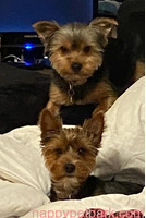 Two adorable 10 week old Teacup Yorkie puppies  Call/Text +1(412) 267-7236