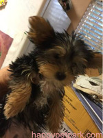 Yorkie Puppies Males & Females Call/Text +1(412) 267-7236