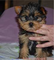 Home raised Yorkie puppies for rehoming Call/Text +1(412) 267-7236