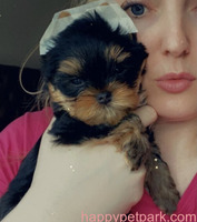 Tiny Adorable Baby Yorkie Puppy Call/Text +1(412) 267-7236