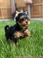 Two adorable 10 week old puppies Yorkie Call/Text +1(412) 267-7236