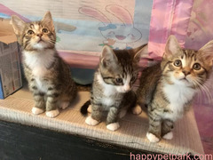 Beautiful Maine Coon kittens