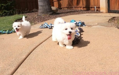 AKC Maltese Puppies For lovely homes