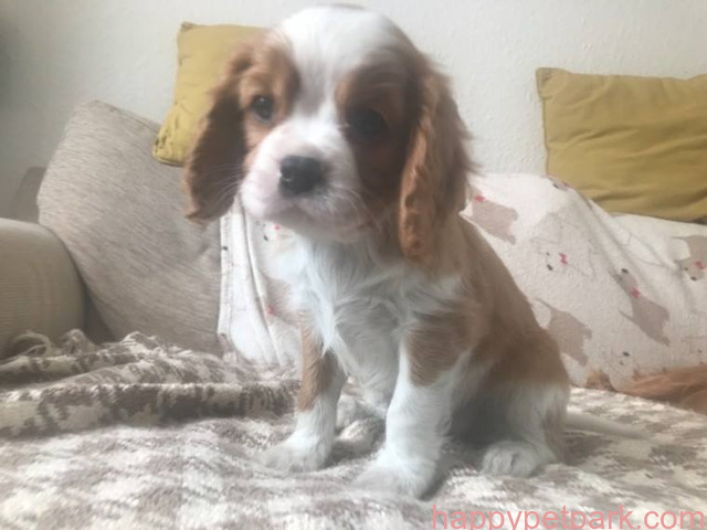 Lovely cavalier puppy for sale