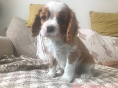 Lovely cavalier puppy for sale